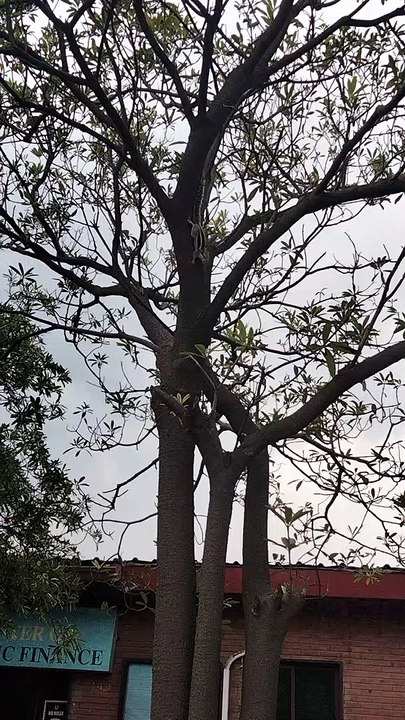 Squirrel Sounds | Squirrel Barking | Kingdom Of Awais