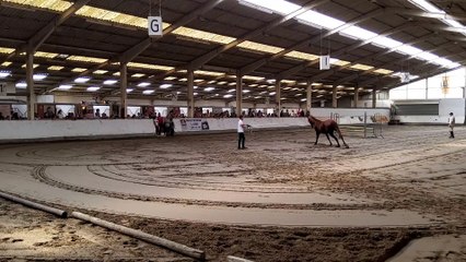 QUIR ROYAL LINIERES