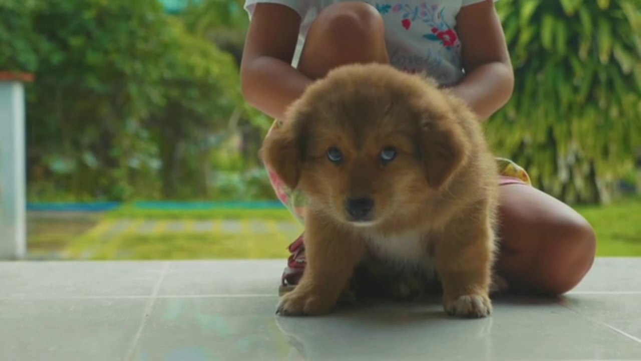 Dog jumping & Playing Something in the Park | Dog catching cricket Boll & owner caring his beautiful doggy