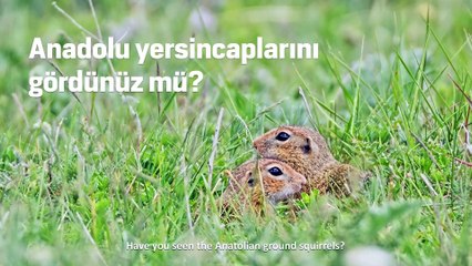 Anatolian Ground Squirrel Biodiversity Project