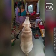 Look At This Cute Dog Doing Pooja With His Grandma.