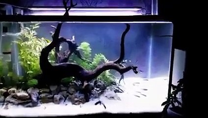akar rasamala aquascape