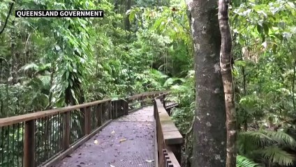 Australie: la forêt tropicale de Daintree rétrocédée aux indigènes