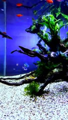 Redfin #aquascape #aquarium #redfinsiripmerah #redfinalbino #shorts