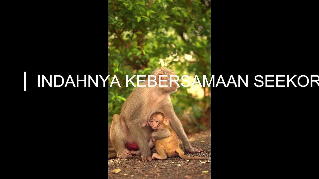 Monkey and his child