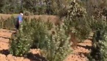 Villasor (CA) - Maxi piantagione di  di marijuana: 3 arresti (30.09.21)