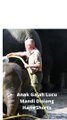 cute elephant calf taking a bath