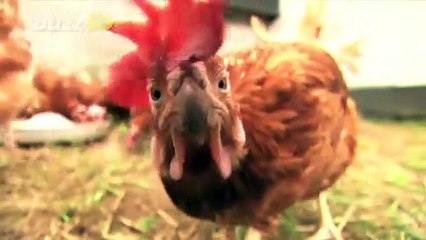 The Cambridges Reveal New Feathery Family Members!