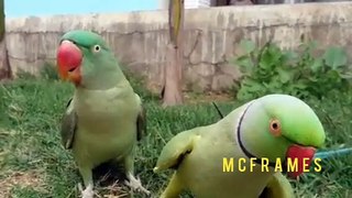 Great Indian parrot love