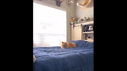 2 chats font du catch