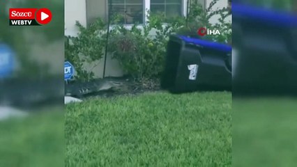 Bahçesine giren timsahı çöp kovasıyla yakaladı