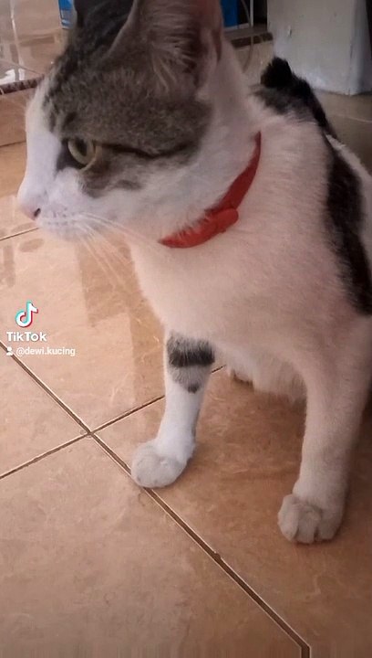 Cat anime