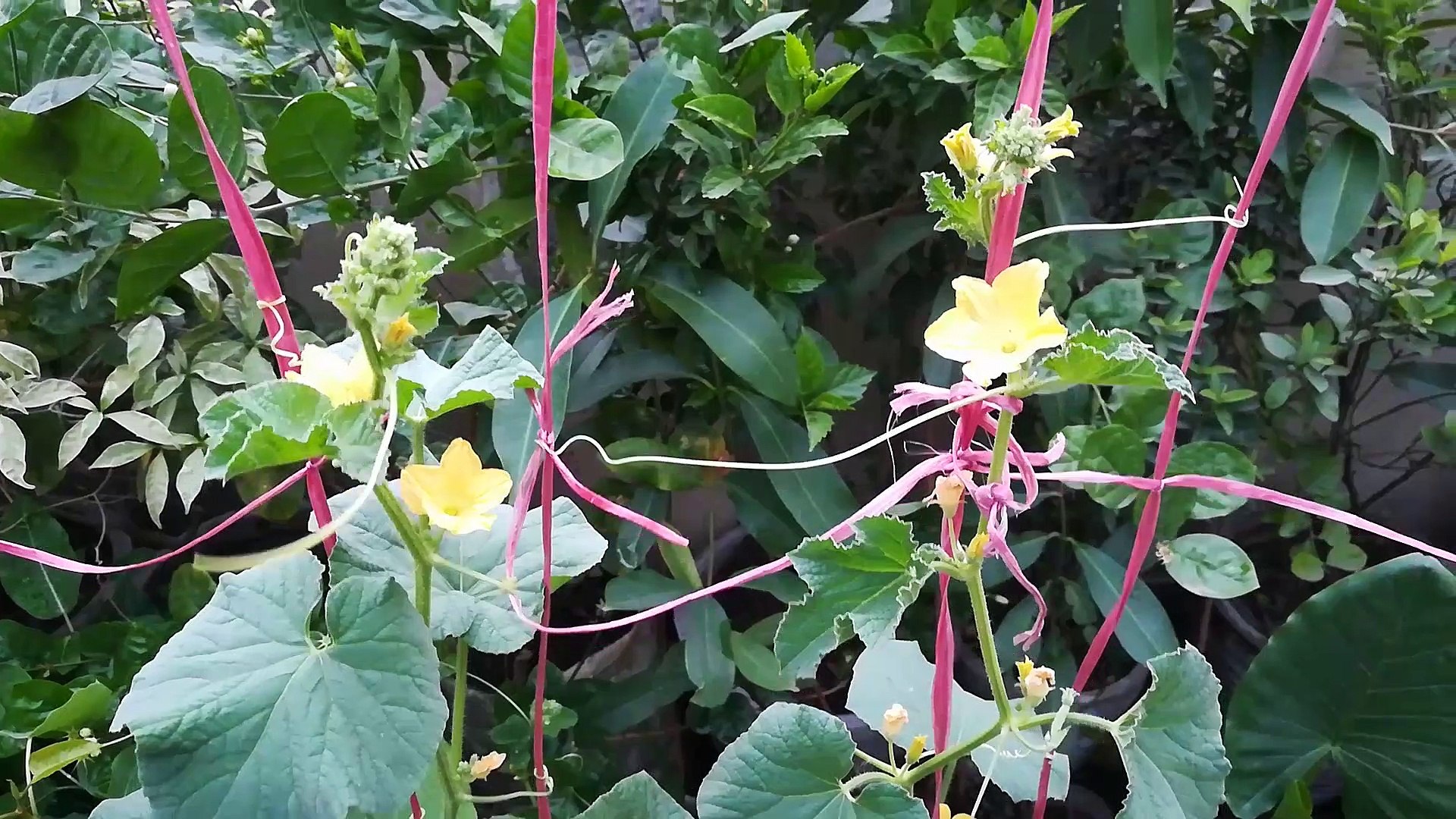 How to Grow Cucumber from Seeds in Pots