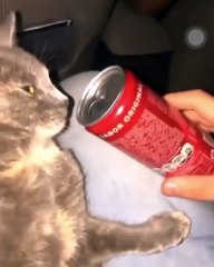 Universitária é suspeita de drogar gato com “loló”; vídeo