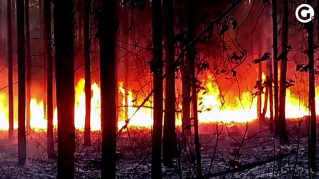 Polícia investiga incêndios em áreas de eucalipto e de reserva da Mata Atlântica no ES