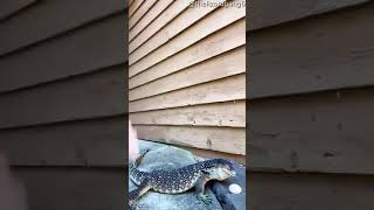 Grumpy Lizard Whips Tail