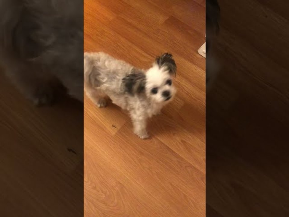 Tiny Dog Does Toothbrush Tap Dance