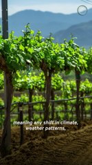 Climate Change Poses Threat to Wine Industry