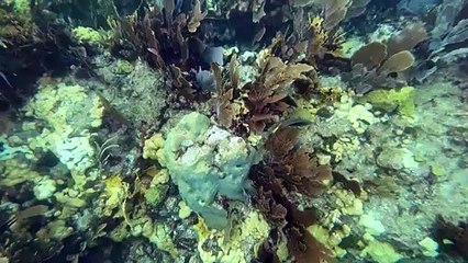 مختبر يحاول إنقاذ الشعب المرجانية من مرض غامض في فلوريدا