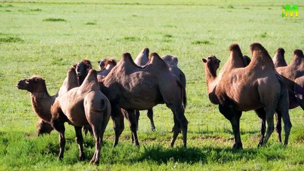 CAMELS I UNKNOWN FACTS ABOUT CAMELS l AMAZING FACTS l I MEMORY