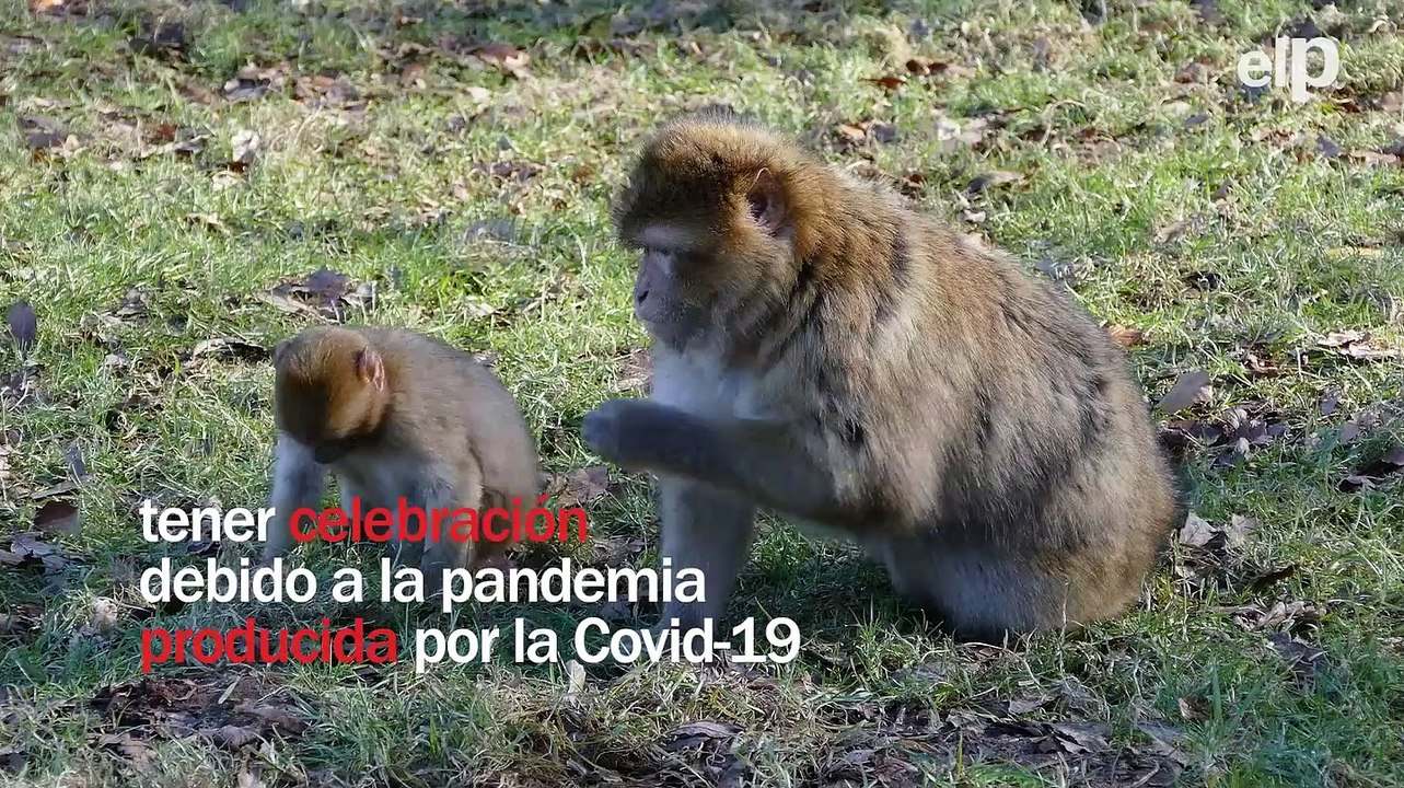 Día Mundial de los Animales: las protectoras ce...