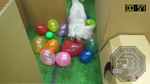 Cat Kitten  Hamster  vs Rabbit Who is the BEST_ Battle in the GAINT Maze with Life of Pets Hamham