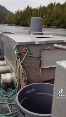 León marino sube a barco para escapar de orcas hambrientas y mujer lo espanta para que vuelva al agua