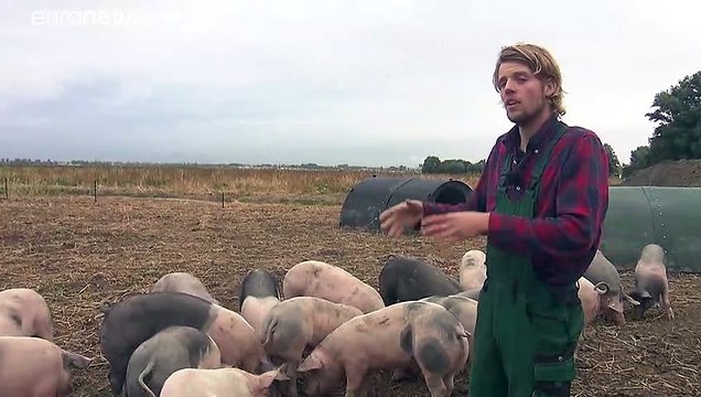 Schweine mit Mission: Flughafen Amsterdam startet Pilotprojekt