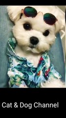 Baby dog - cute and funny dog videos compilation. # aw Animals