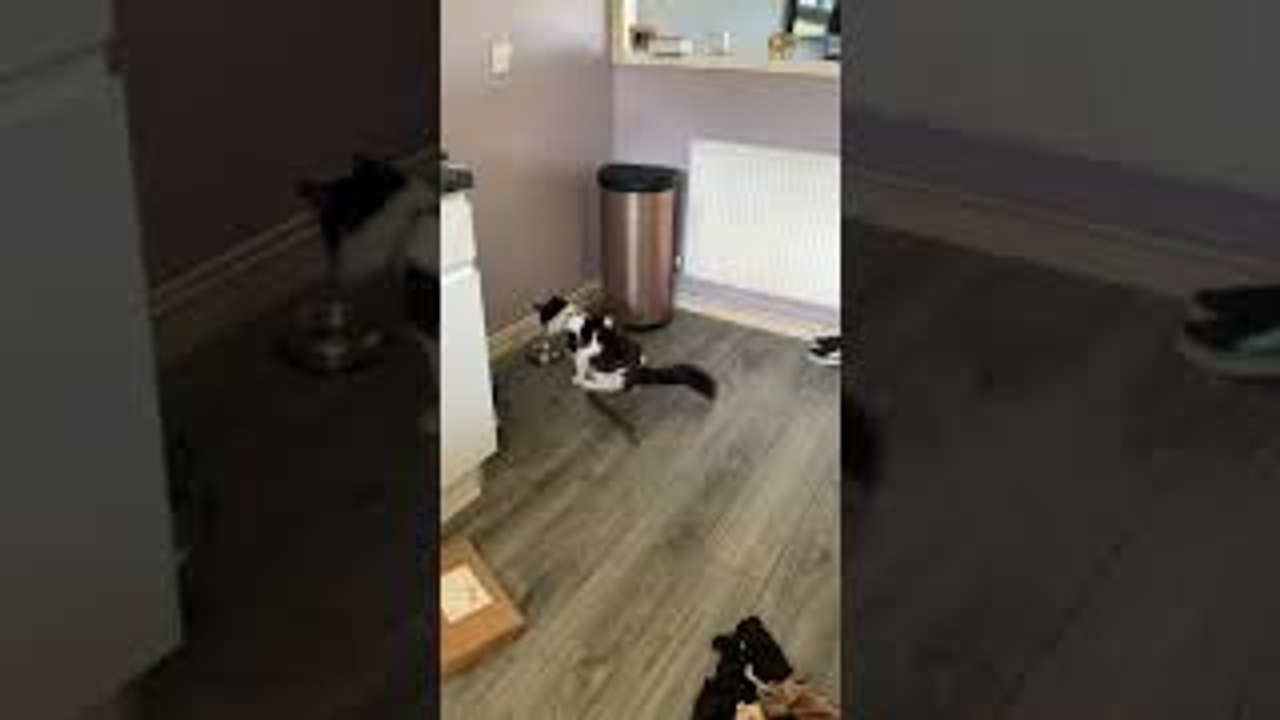 Cat Sees Cucumber and Walks in Reverse