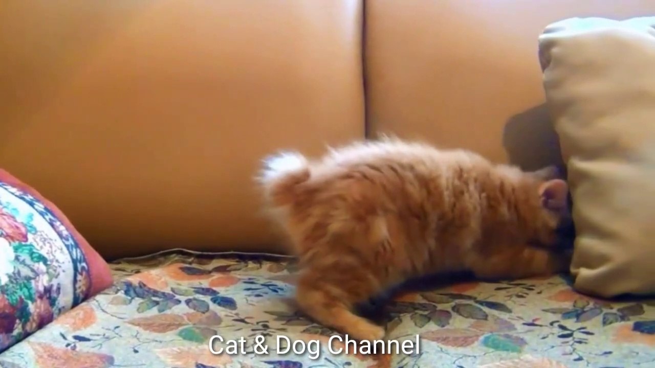Cute and Funny Cat Videos Compilation