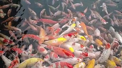 ikan mas koi warna warni (full colour koi)