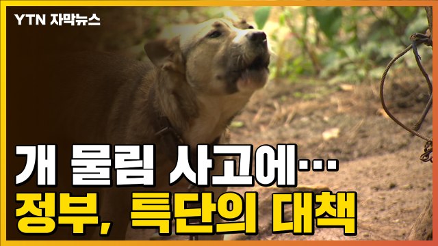 [자막뉴스] 개 물림 사고 잇따르자...정부, '특단의 대책' 전국 단위 추진 / YTN