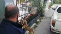 Kafası demir kapıya sıkışan pitbull cinsi köpeği itfaiye kurtardı