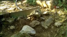 Ormanın hayalet kedisi 'Karakulak' Antalya sınırlarında görüntülendi
