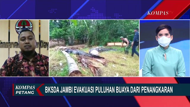Puluhan Buaya Kabur dari Penangkaran di Jambi, Lanjut Dievakuasi BKSDA