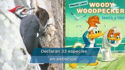 ¿Adiós a "Loquillo"? EU declara extinto al pájaro carpintero