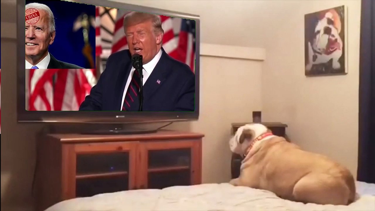 doghatesbiden