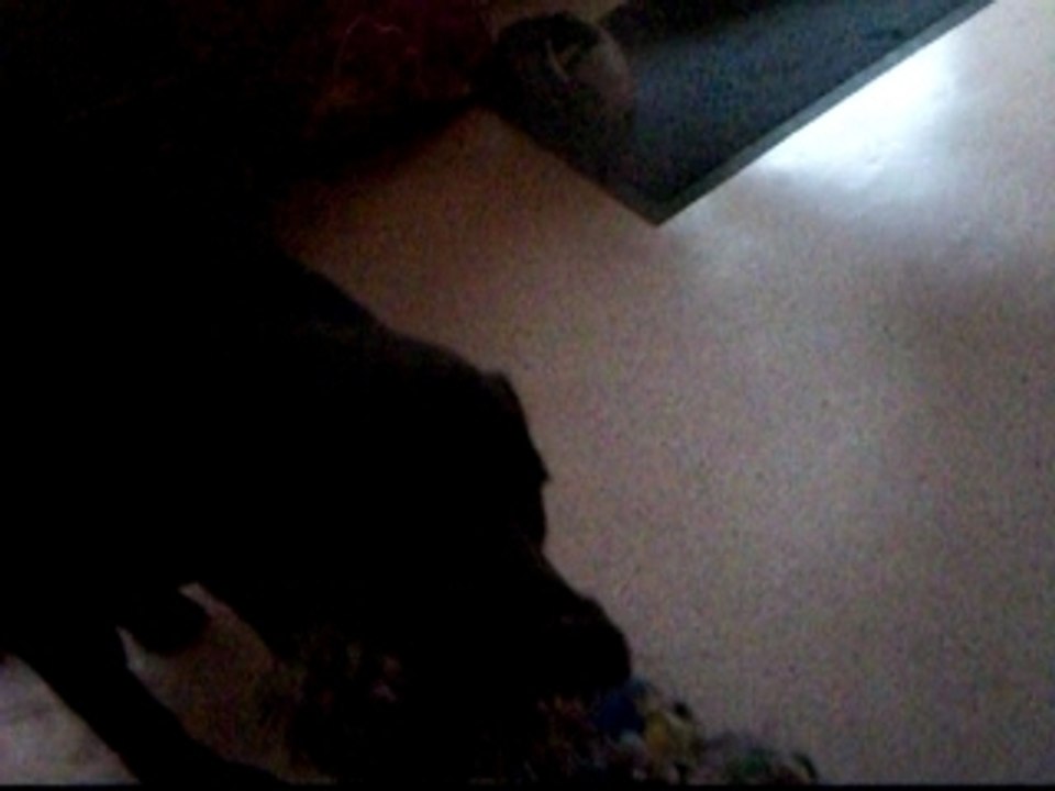 Photo 009