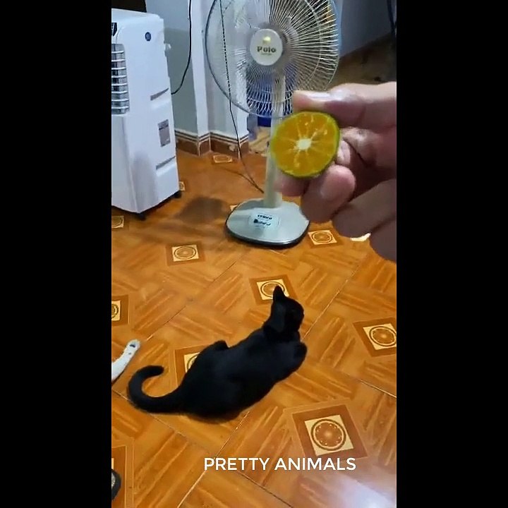 cute animals episode 9