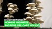 Héroes ecológicos: hongos gigantes sacados del café molido