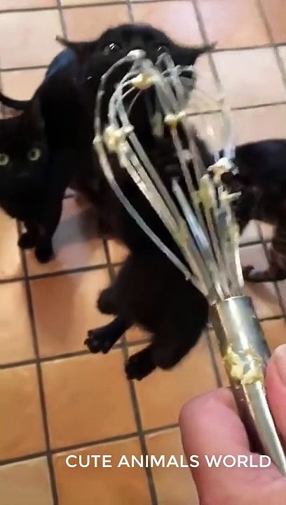 cute animals episode 11