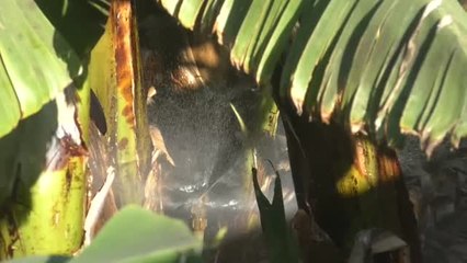 Sin agua para regar los plátanos