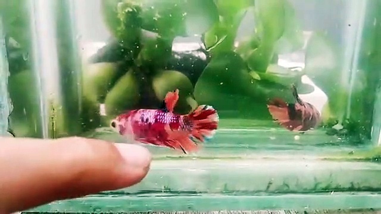 IKAN CUPANG TIDAK NGEDOK PENYEBAB DAN SOLUSINYA