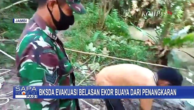 Kewalahan, Warga Tunda Evakuasi 10 Ekor Buaya di Muaro Jambi