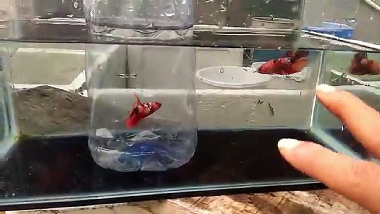 TERNAK IKAN CUPANG SANGAT SEDERHANA