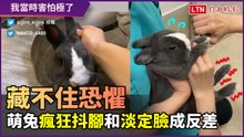 「我當時害怕極了」萌兔抖腳宣洩恐懼　和淡定臉呈有趣反差