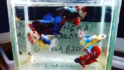 Ikan Cupang Mix Nemo Full Color