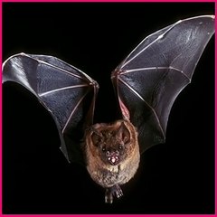 Duniya ka sabasa chota bat // world smallest bat in the world // #dailymotion