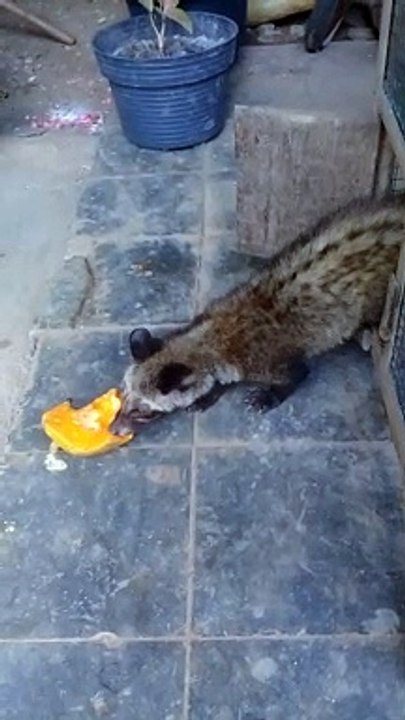 panda weasel child eats papaya